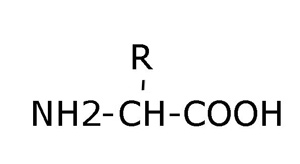 Een aminozuur is opgebouwd uit koolstof (C), zuurstof (O), stikstof (N) en soms ook zwavelmoleculen (S). Aminozuren kunnen op allerlei manieren aan elkaar gekoppeld zijn.