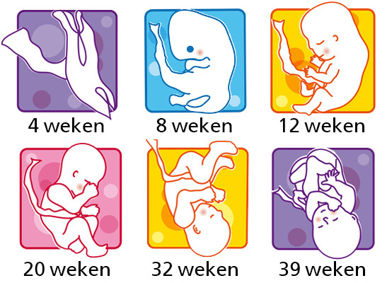 Verwonderlijk Je zwangerschap van week tot week | Voedingscentrum UE-17