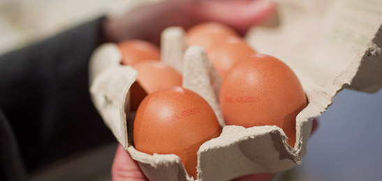 kloon Eerlijk Vochtigheid Waar bewaar ik eieren het beste: in de koelkast of erbuiten? |  Voedingscentrum